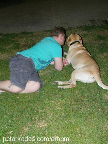 shanty Erkek Labrador Retriever