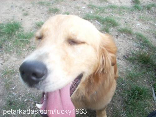 lucky Erkek Golden Retriever