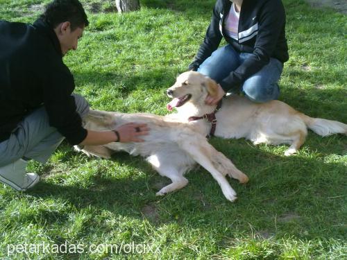 debi Dişi Golden Retriever