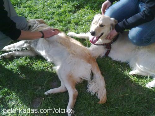 debi Dişi Golden Retriever