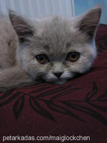 lucy Dişi British Shorthair