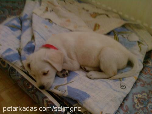 chester Dişi Labrador Retriever