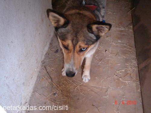 maviş Dişi Sibirya Kurdu (Husky)