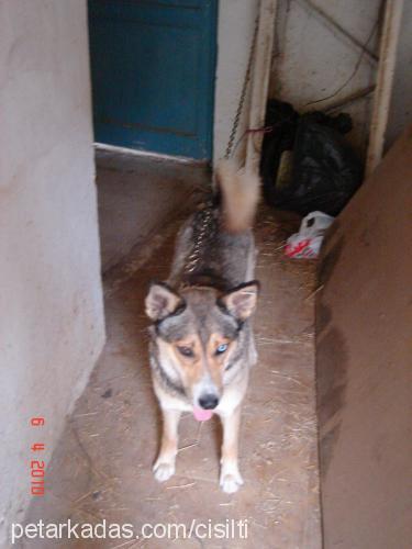 maviş Dişi Sibirya Kurdu (Husky)