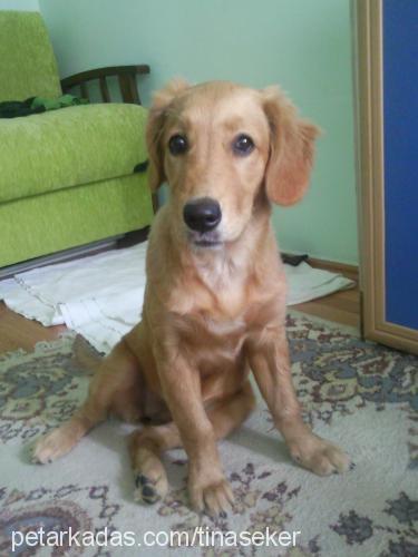 tina Dişi Golden Retriever