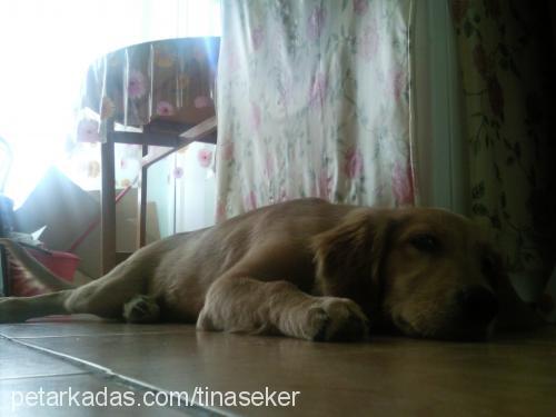 tina Dişi Golden Retriever