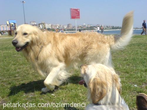 arch Erkek Golden Retriever