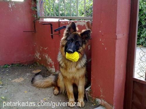 dost Dişi Alman Çoban Köpeği