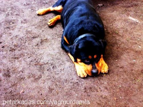 rainvonjuliet Dişi Rottweiler