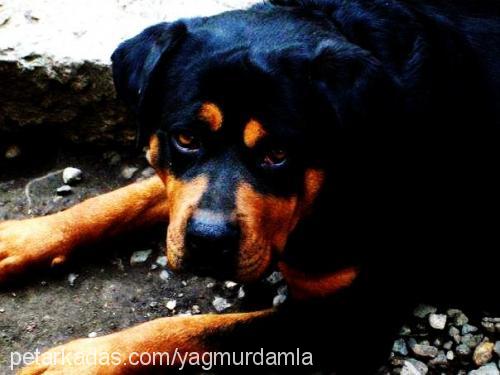 rainvonjuliet Dişi Rottweiler