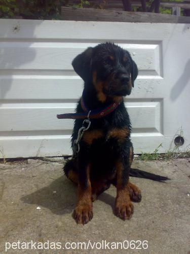 hera Dişi Rottweiler