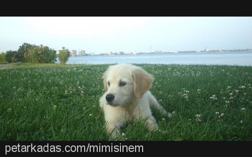 shania Dişi Golden Retriever