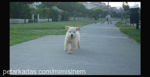 shania Dişi Golden Retriever