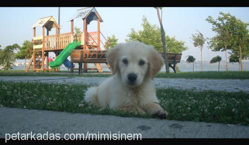 shania Dişi Golden Retriever