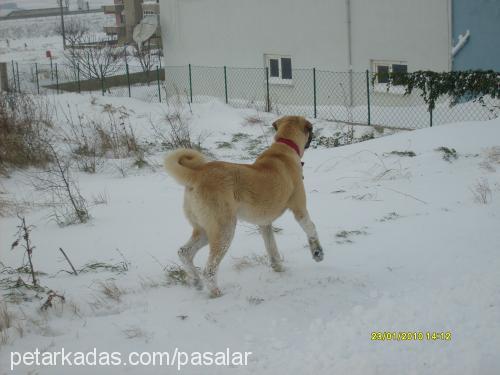 reİs Erkek Kangal