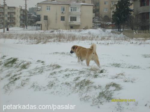 reİs Erkek Kangal