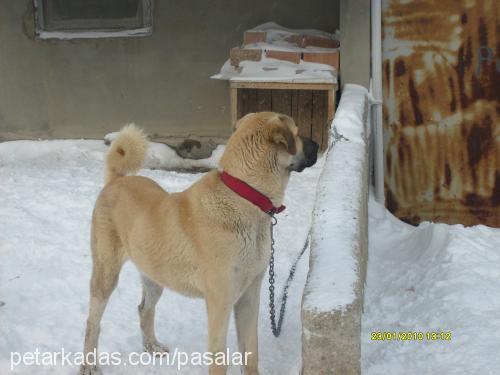 reİs Erkek Kangal