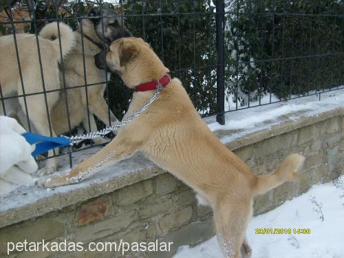 reİs Erkek Kangal