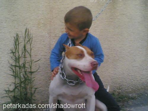 asi Dişi Amerikan Staffordshire Terrier