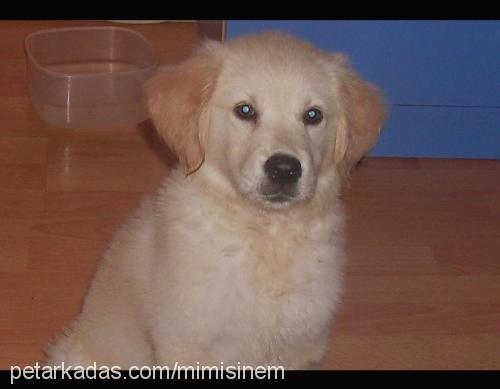 shania Dişi Golden Retriever