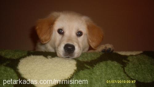 shania Dişi Golden Retriever