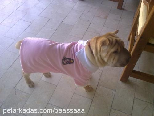 paaşŞaaa Erkek Çin Shar-Pei