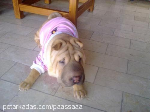 paaşŞaaa Erkek Çin Shar-Pei