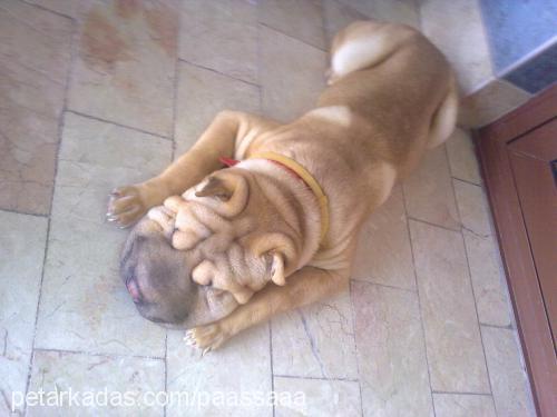 paaşŞaaa Erkek Çin Shar-Pei