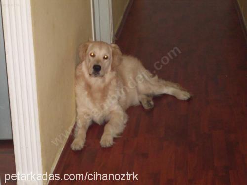 romeo Erkek Golden Retriever