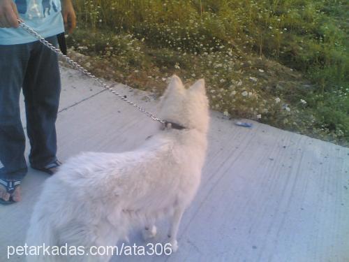 prenses Dişi Sibirya Kurdu (Husky)