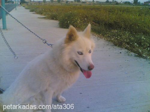 prenses Dişi Sibirya Kurdu (Husky)