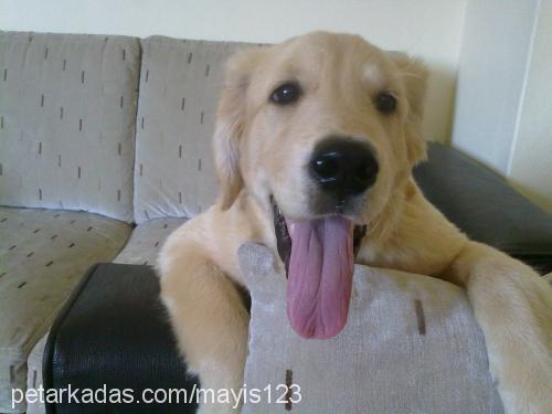 mayıs Erkek Golden Retriever