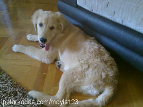 mayıs Erkek Golden Retriever