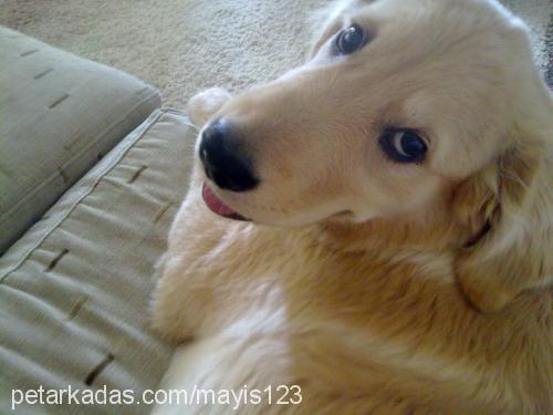 mayıs Erkek Golden Retriever