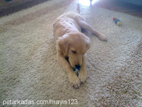 mayıs Erkek Golden Retriever