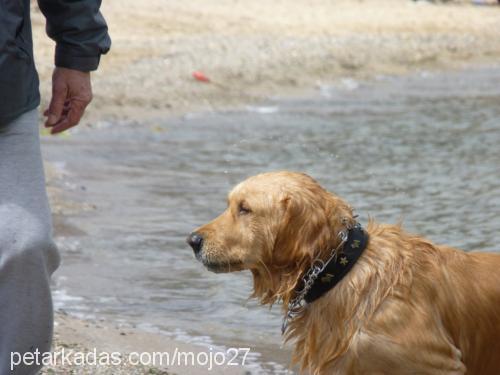 mojo Erkek Golden Retriever