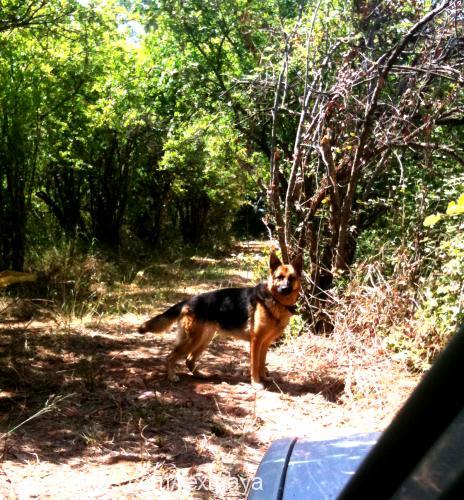 maya Dişi Alman Çoban Köpeği