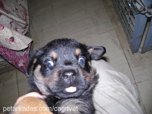 lucky Dişi Rottweiler