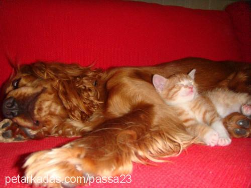 paşa Erkek İngiliz Cocker Spaniel