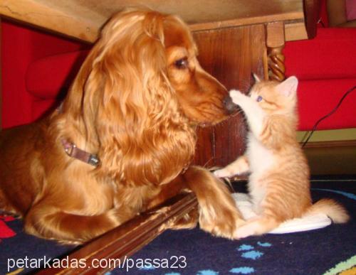 paşa Erkek İngiliz Cocker Spaniel