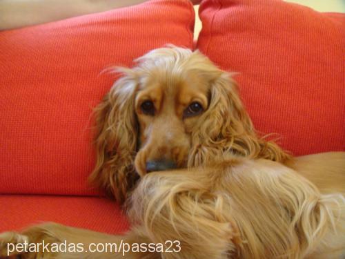 paşa Erkek İngiliz Cocker Spaniel