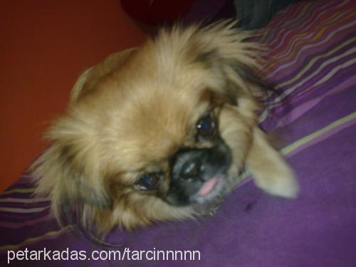 tarçın Dişi Pekingese