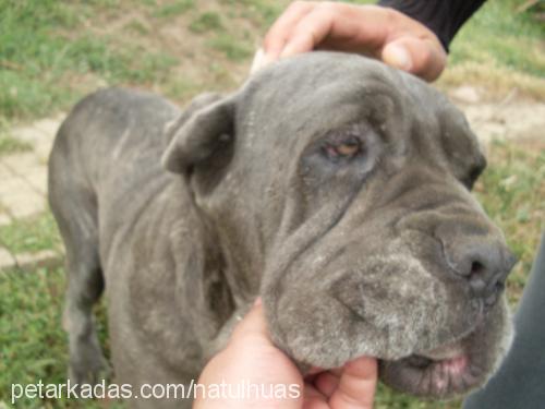 tina Dişi Napoliten Mastiff