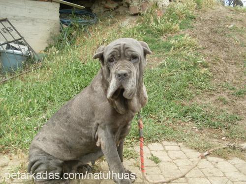 tina Dişi Napoliten Mastiff