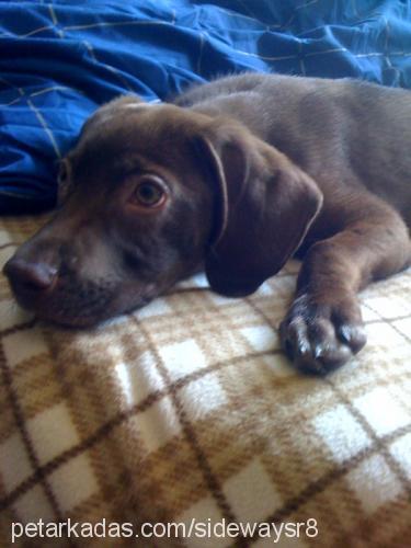 puding Dişi Labrador Retriever