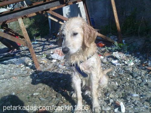 Çapkın Erkek Golden Retriever