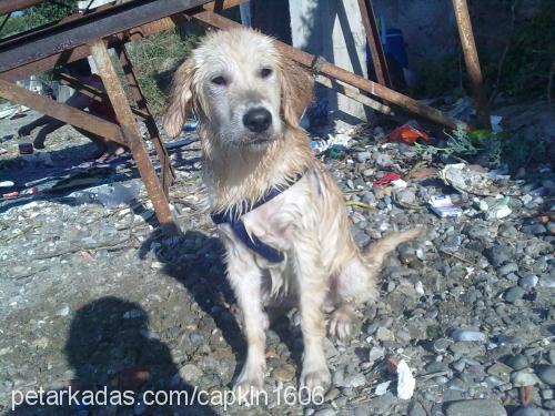 Çapkın Erkek Golden Retriever