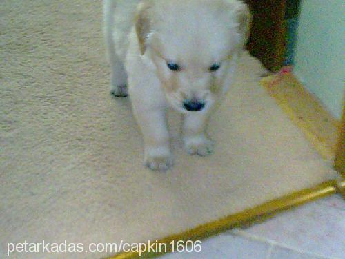 Çapkın Erkek Golden Retriever