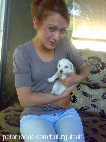 bulut Erkek West Highland White Terrier