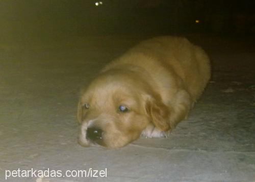 baileys Dişi Golden Retriever